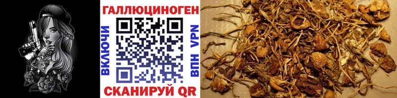Купить где  Новосибирск  Галлюциногенные грибы Cubensis 